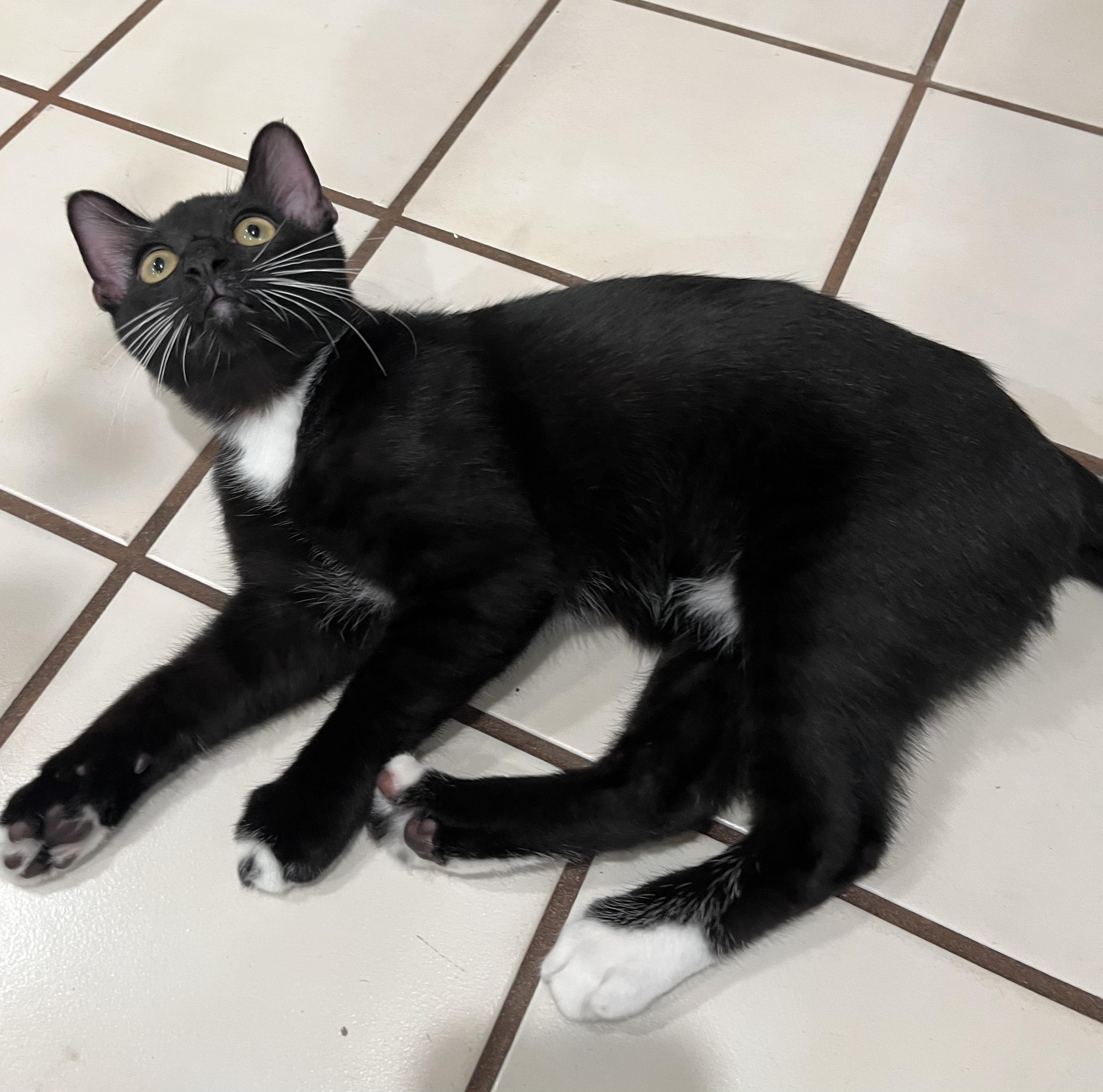 AJ, a Adoptable American Shorthair in Allen, TX image 3/6