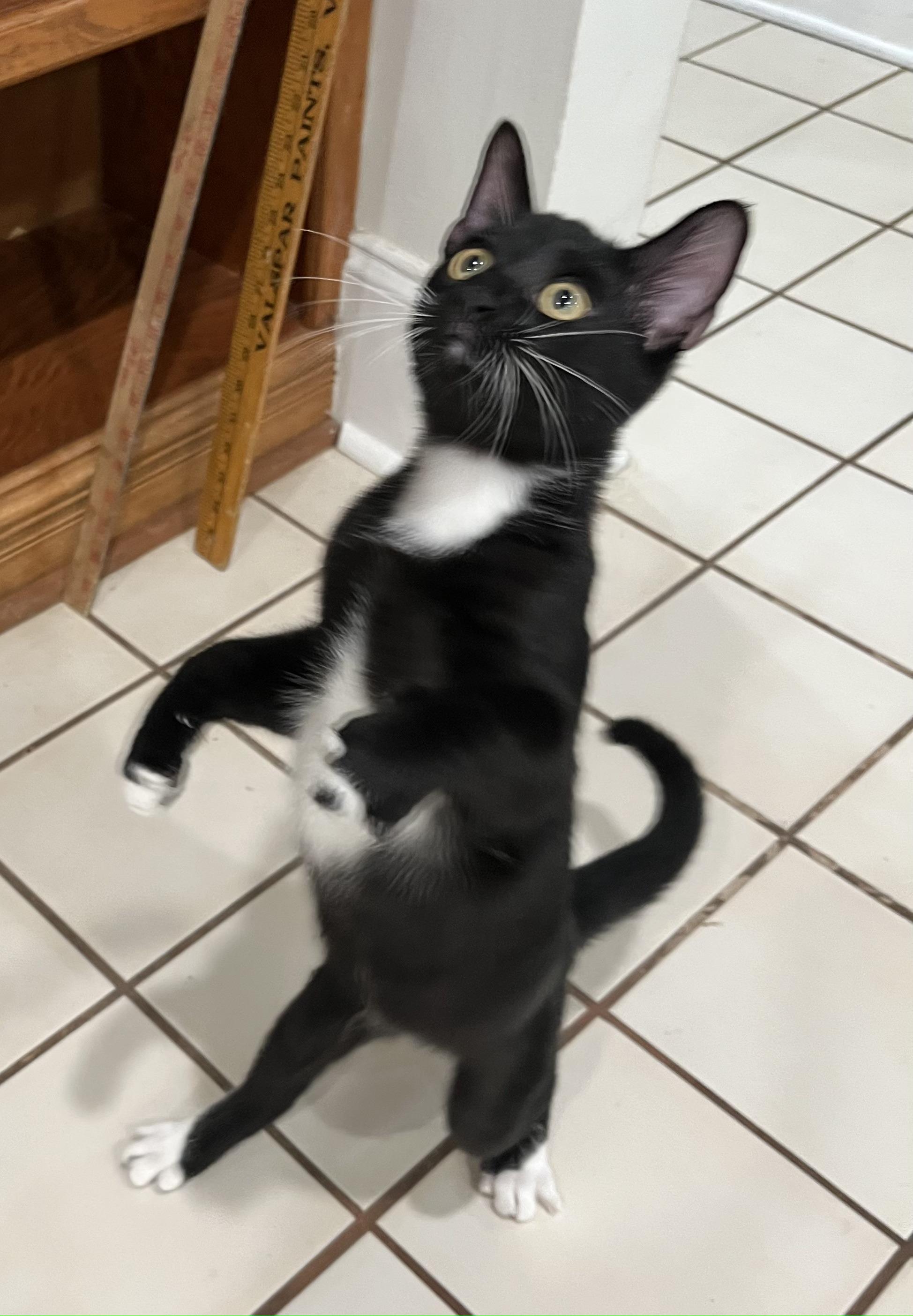 AJ, a Adoptable American Shorthair in Allen, TX image 6/6