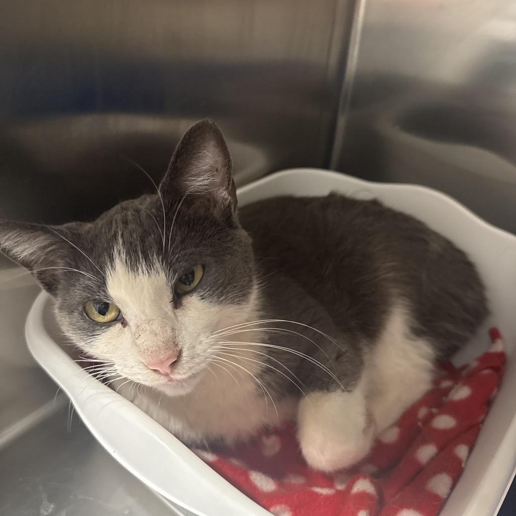 Dove, ADOPTABLE, Adult Female American Shorthair.