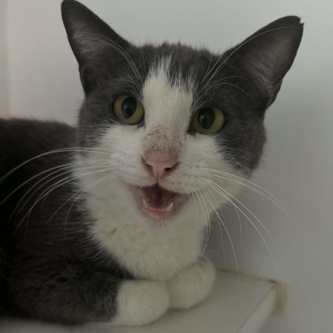 Enlarge Dove, a ADOPTABLE American Shorthair in Danbury, CT image 2/4