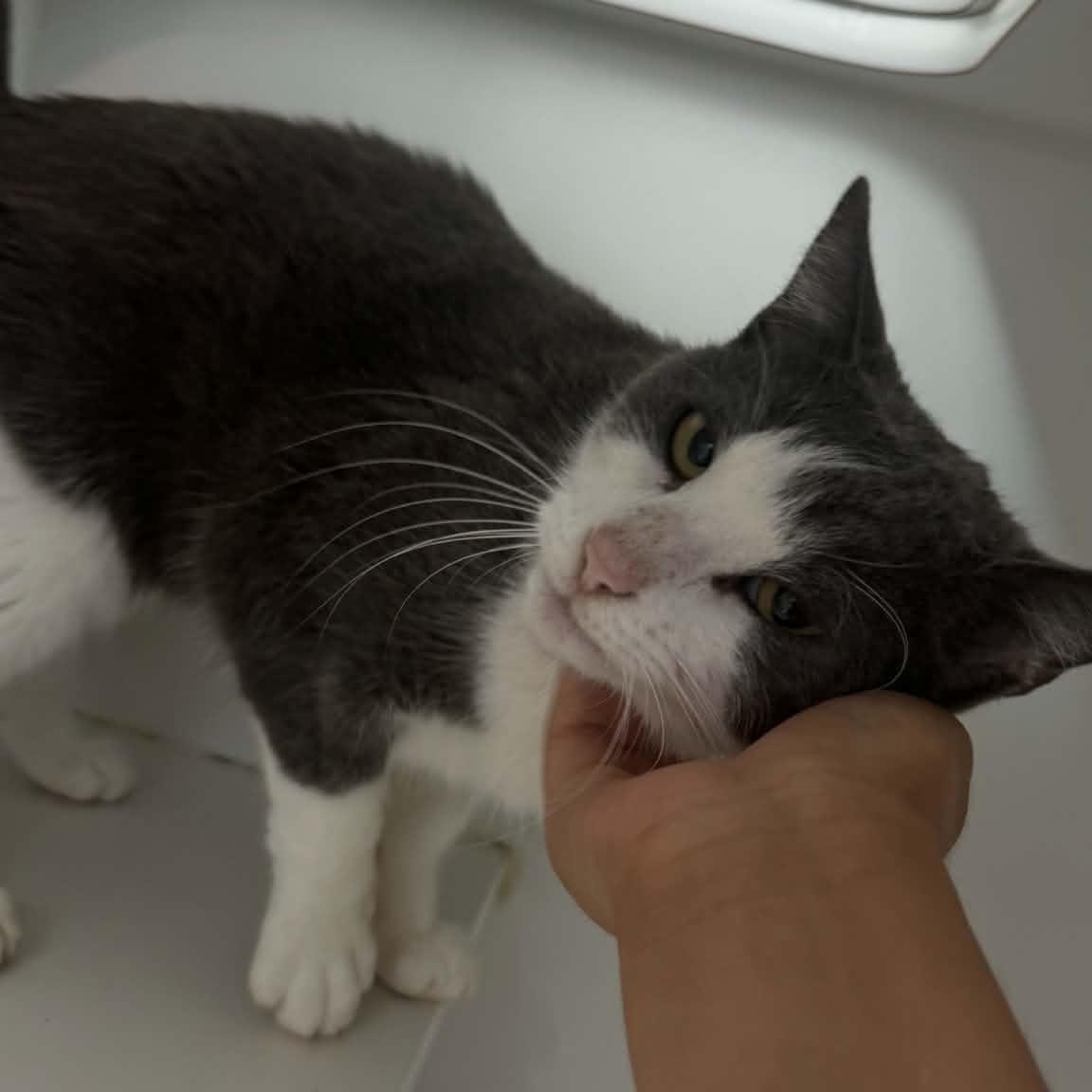 Enlarge Dove, a ADOPTABLE American Shorthair in Danbury, CT image 3/4