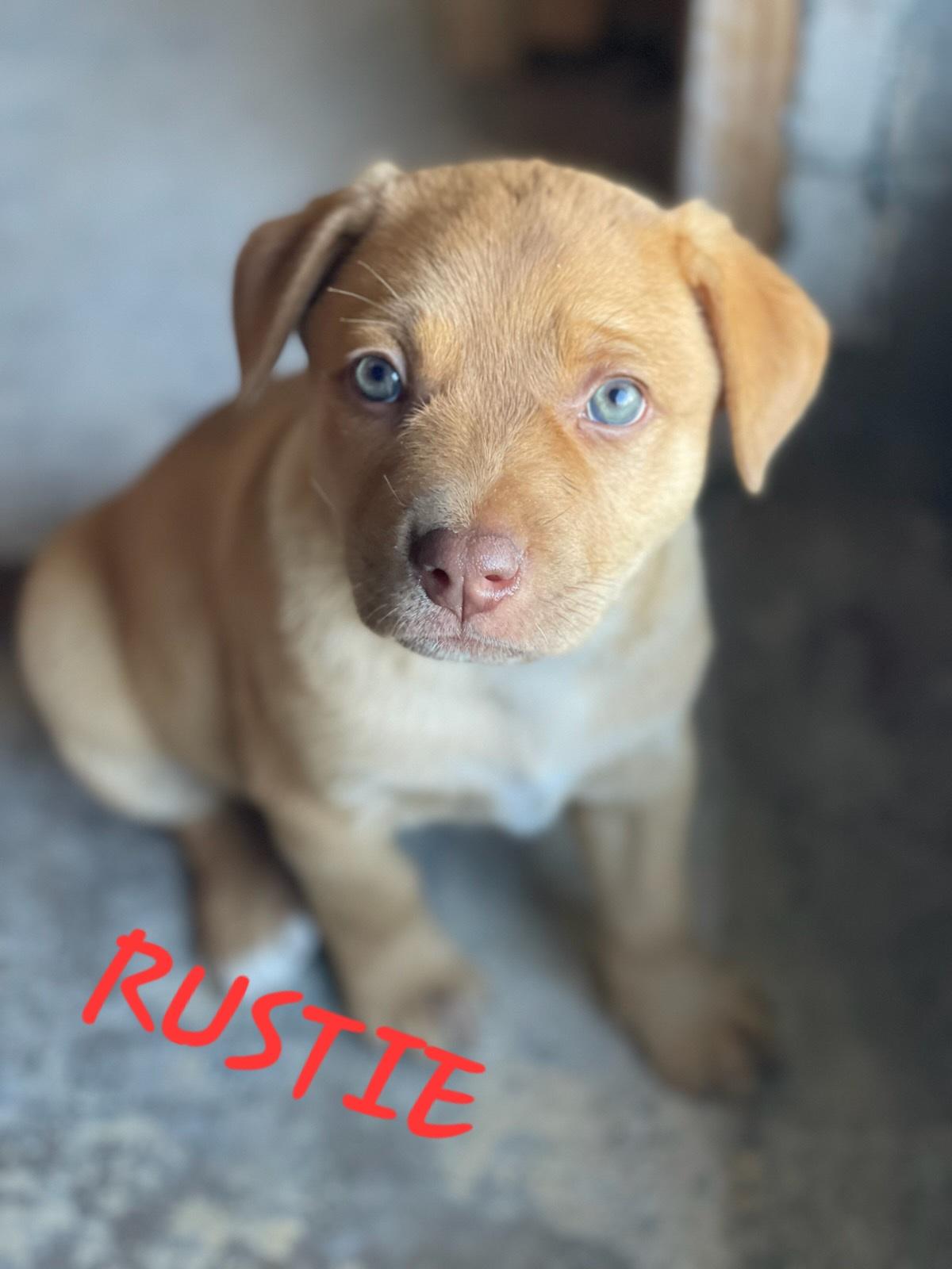 Rustie photo 1