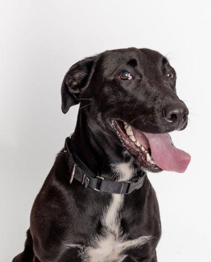 Enlarge Papas, a Adoptable mixed breed in Burlington, WA image 1/3