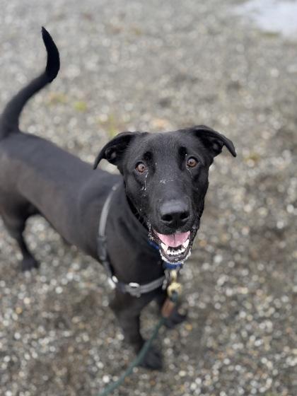 Enlarge Papas, a Adoptable mixed breed in Burlington, WA image 2/3