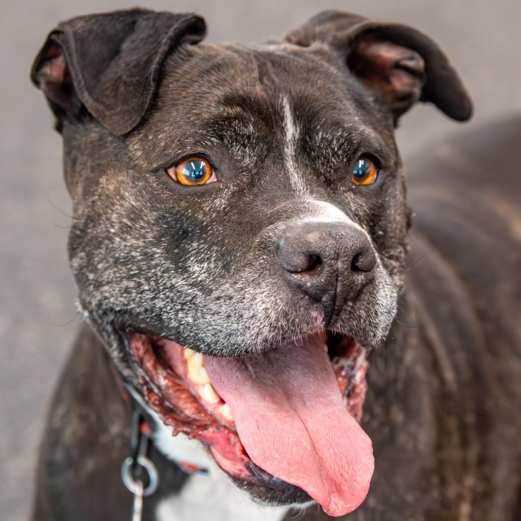 Baxter, Adoptable, Senior Male Mixed Breed.
