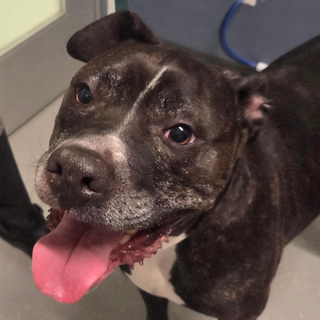 Enlarge Baxter, a Adoptable Mixed Breed in Kennebunk, ME image 2/6