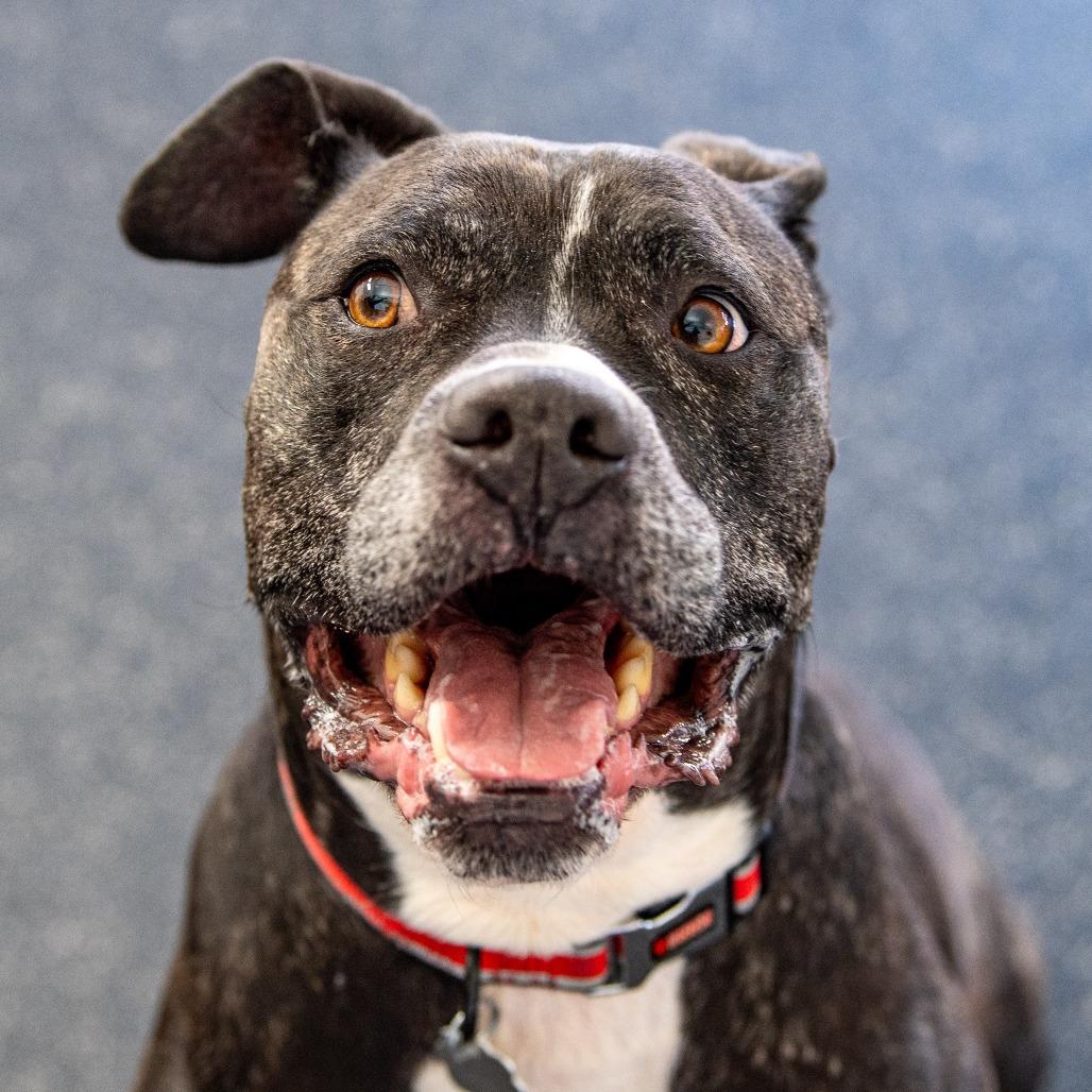 Enlarge Baxter, a Adoptable Mixed Breed in Kennebunk, ME image 3/6