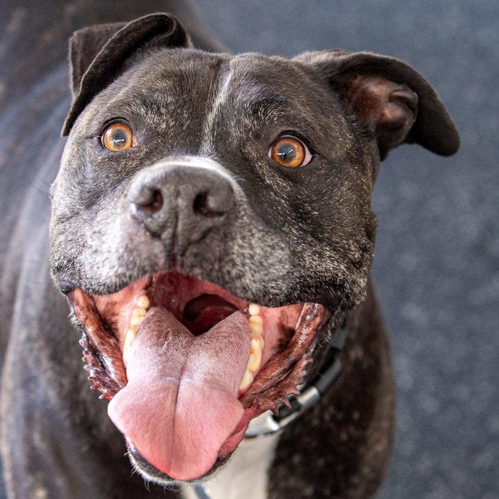 Enlarge Baxter, a Adoptable Mixed Breed in Kennebunk, ME image 5/6