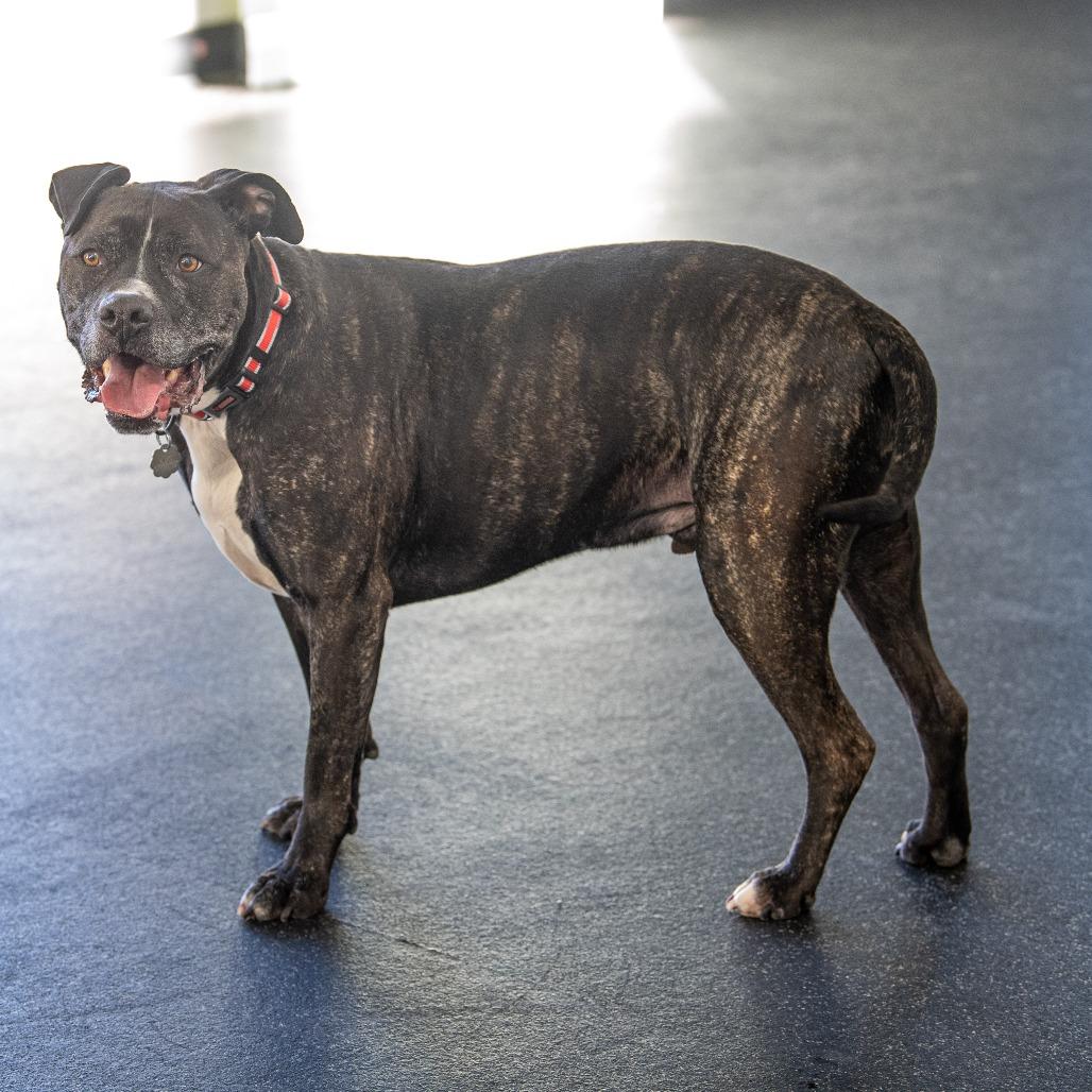 Enlarge Baxter, a Adoptable Mixed Breed in Kennebunk, ME image 6/6