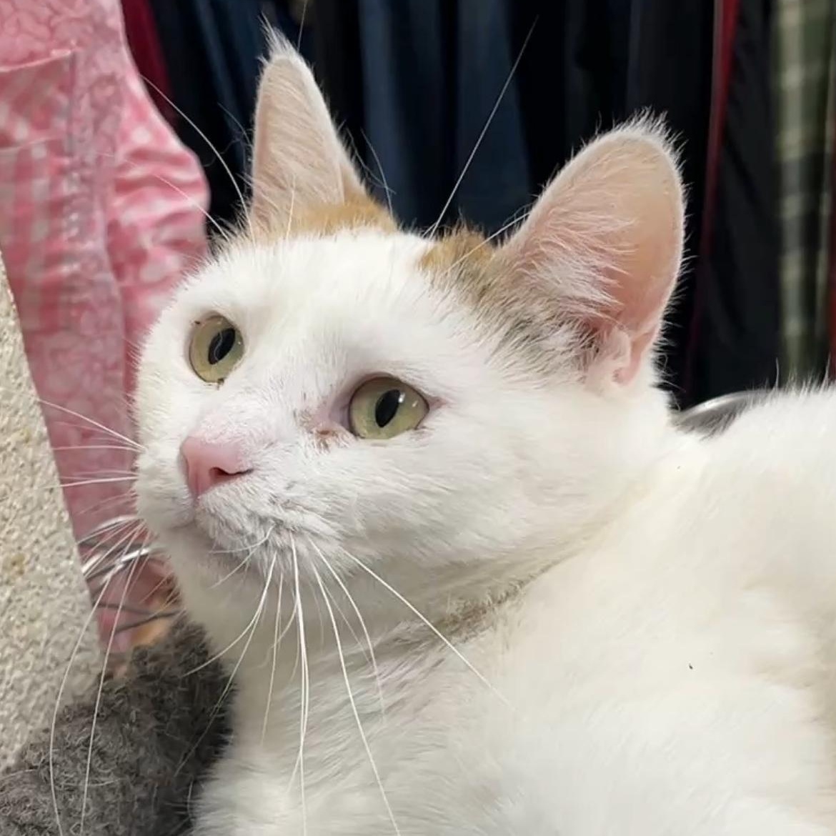 Enlarge Lily (affectionate & quiet), a Adoptable Calico in Shingletown, CA image 1/6