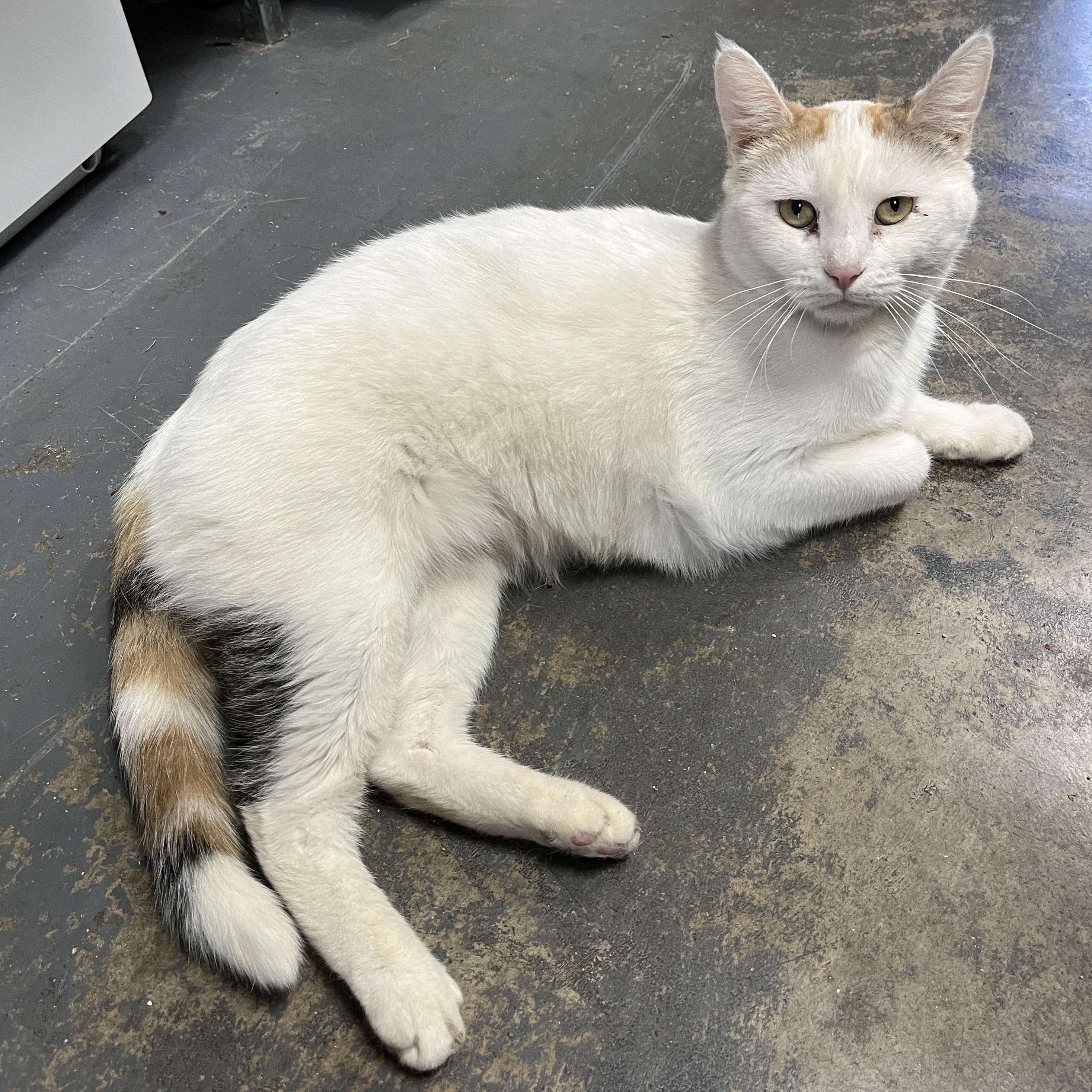 Enlarge Lily (affectionate & quiet), a Adoptable Calico in Shingletown, CA image 2/6