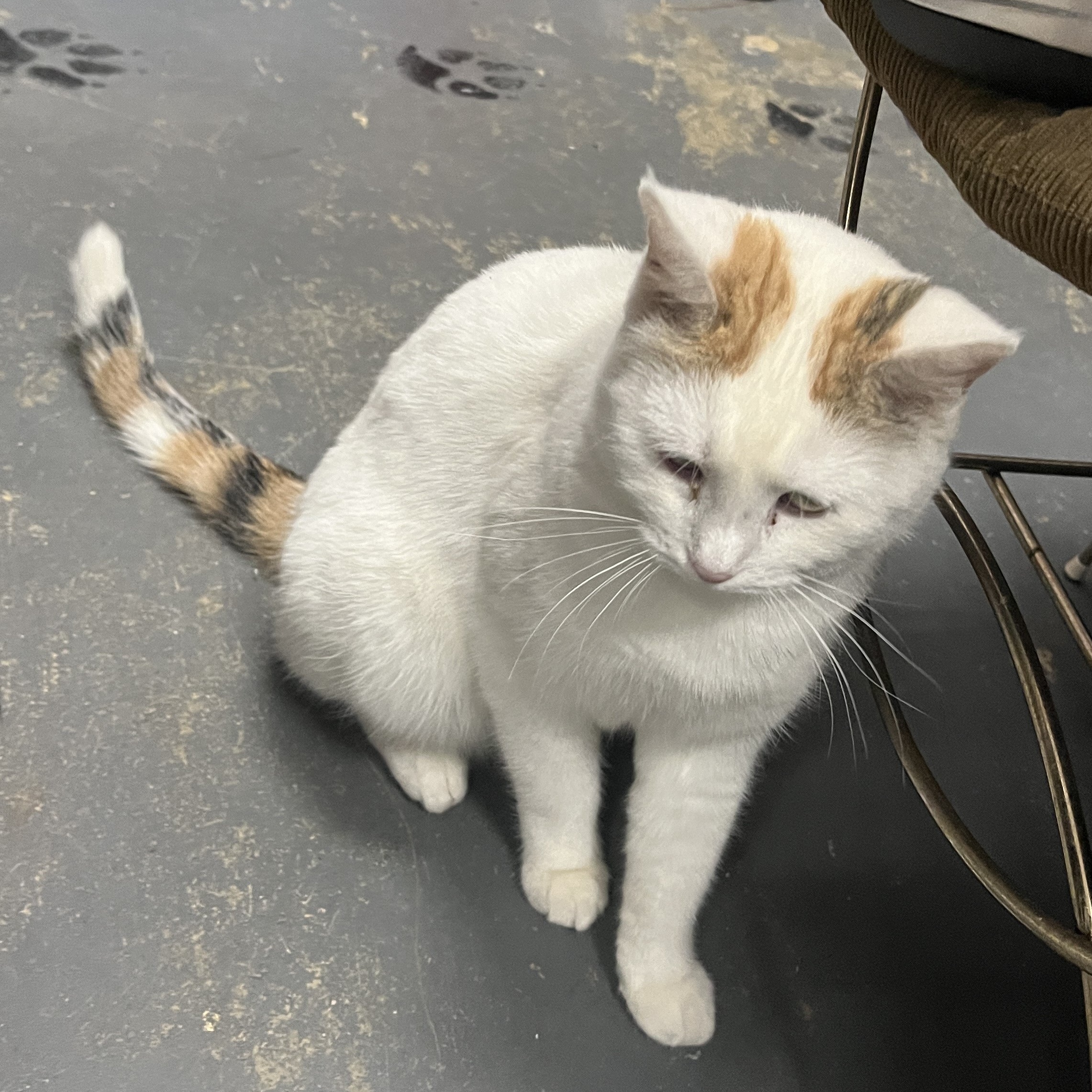 Enlarge Lily (affectionate & quiet), a Adoptable Calico in Shingletown, CA image 6/6