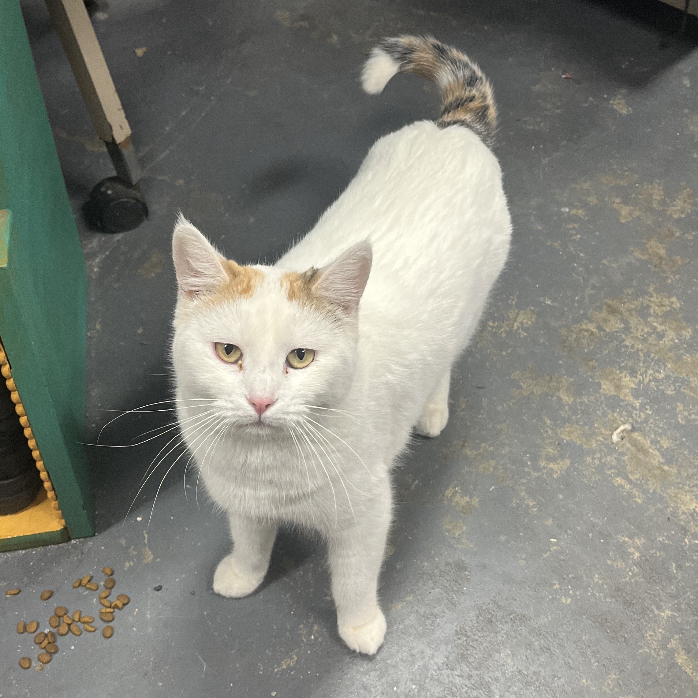 Enlarge Lily (affectionate & quiet), a Adoptable Calico in Shingletown, CA image 5/6