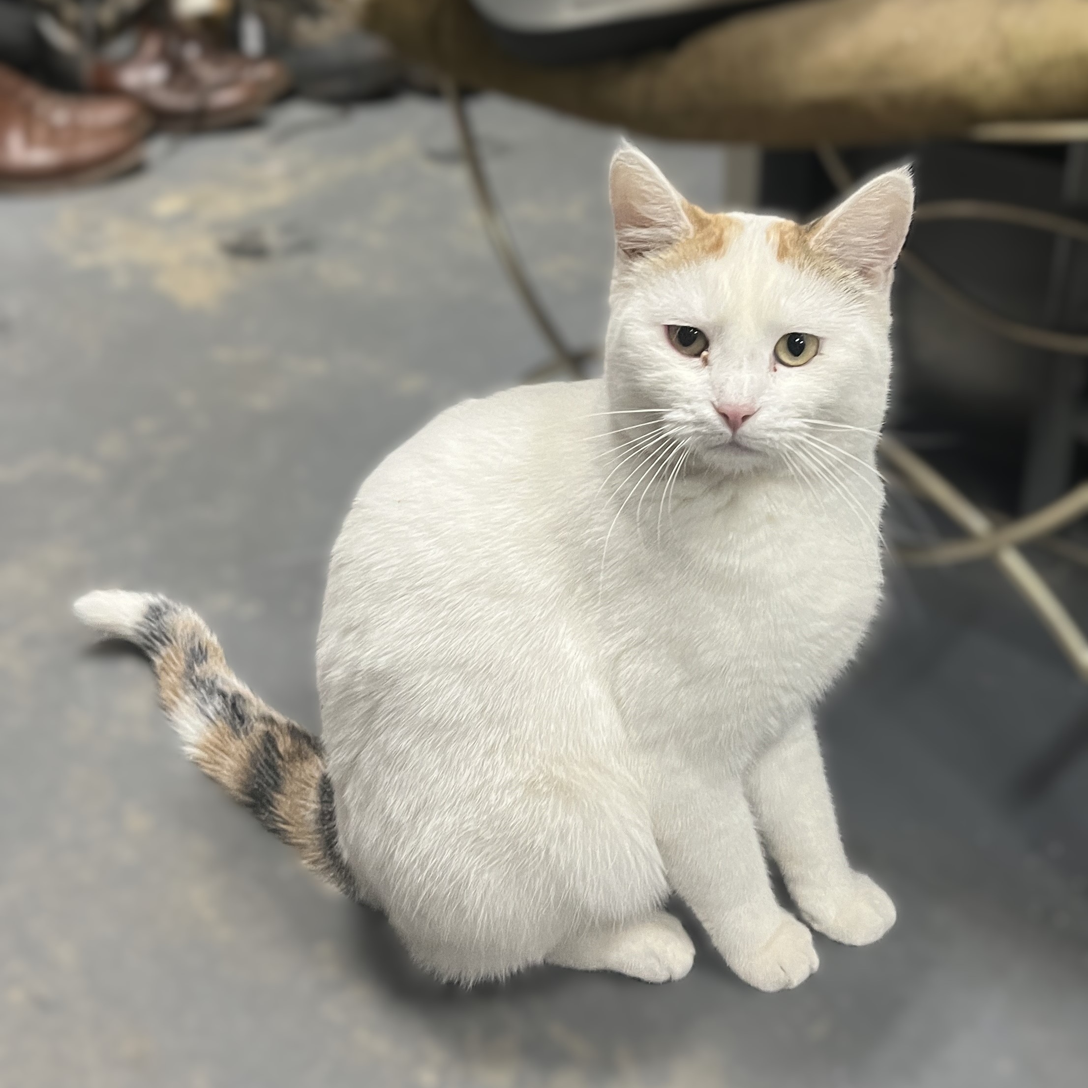 Enlarge Lily (affectionate & quiet), a Adoptable Calico in Shingletown, CA image 3/6