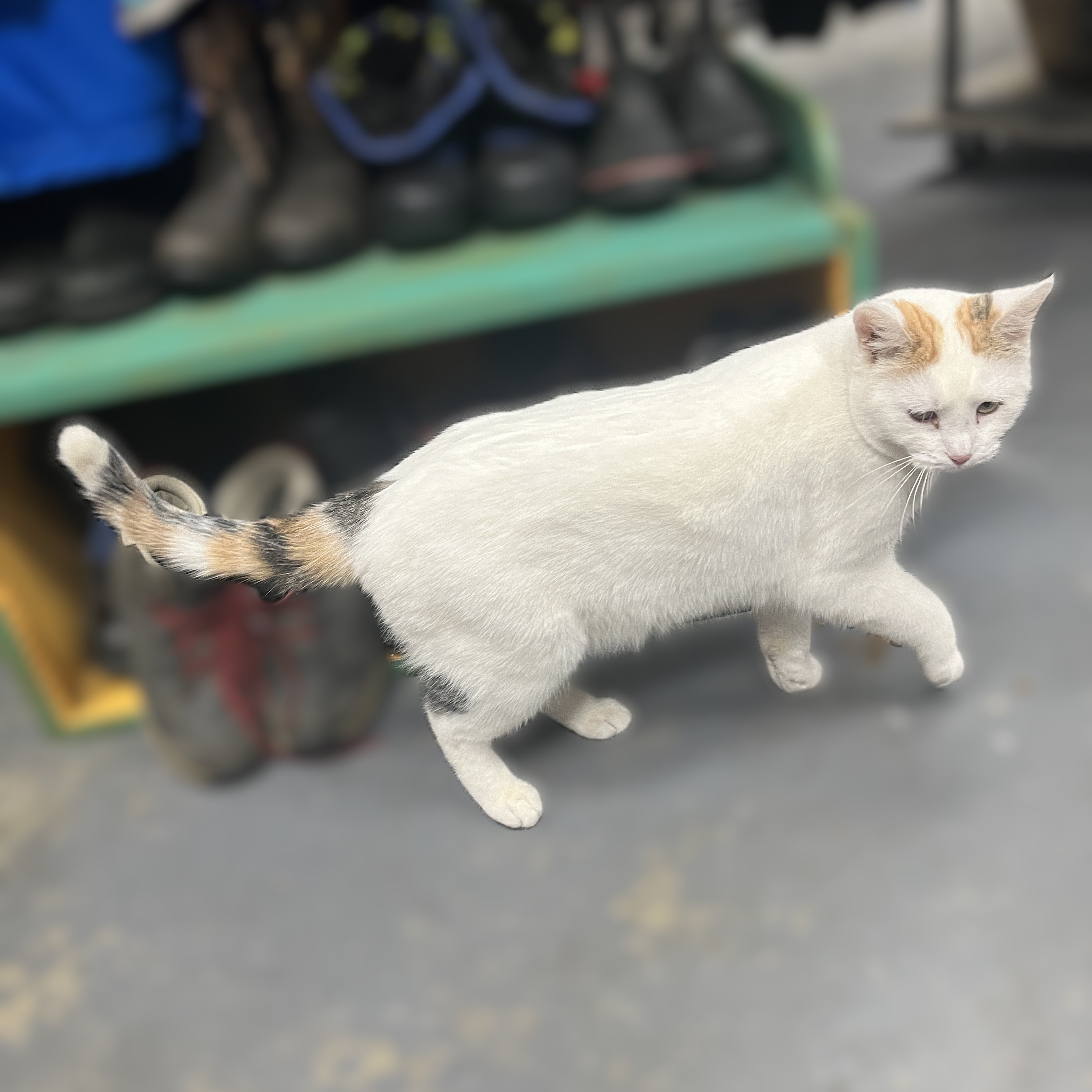 Enlarge Lily (affectionate & quiet), a Adoptable Calico in Shingletown, CA image 4/6