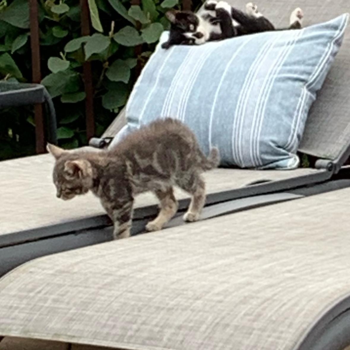 Cat for adoption Minerva 0924, a Domestic Short Hair in West