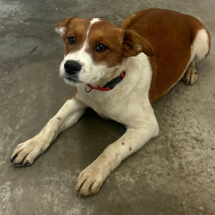 Enlarge Tucker, a Adoptable Terrier in Falmouth, KY image 1/1