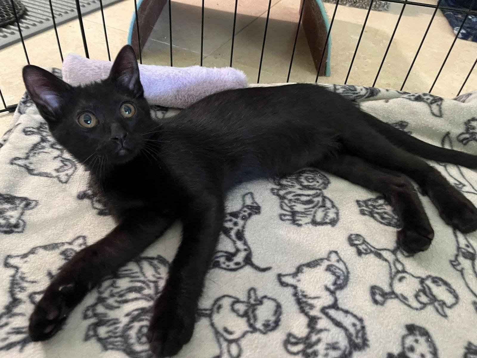 Gideon, Adoptable, Young Male Domestic Short Hair.