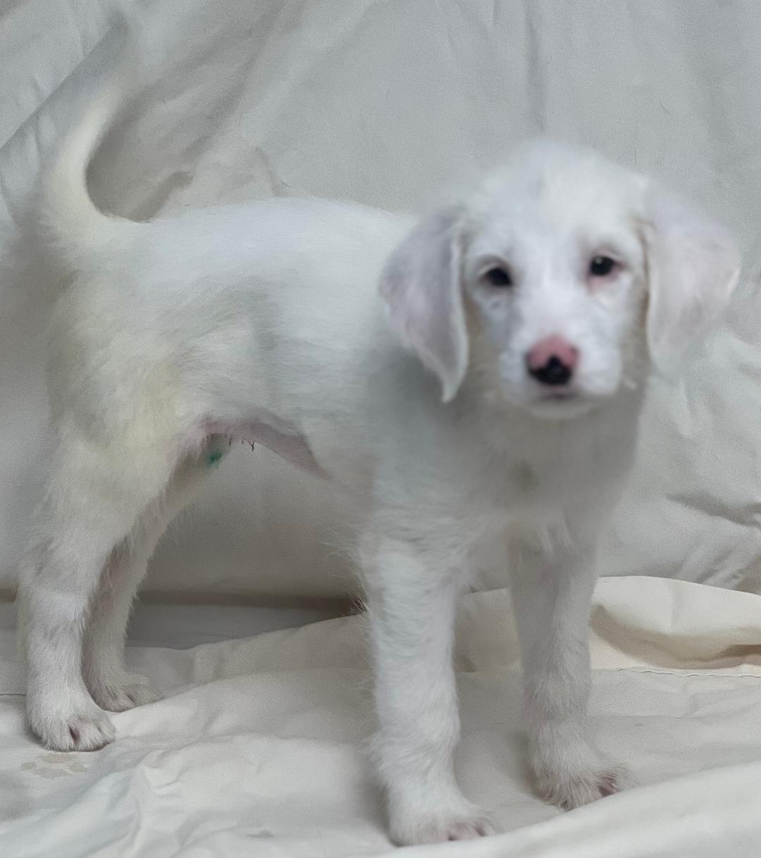 Scarlett (fostered in new england), a Adoptable mixed breed in Milford, MA image 4/6