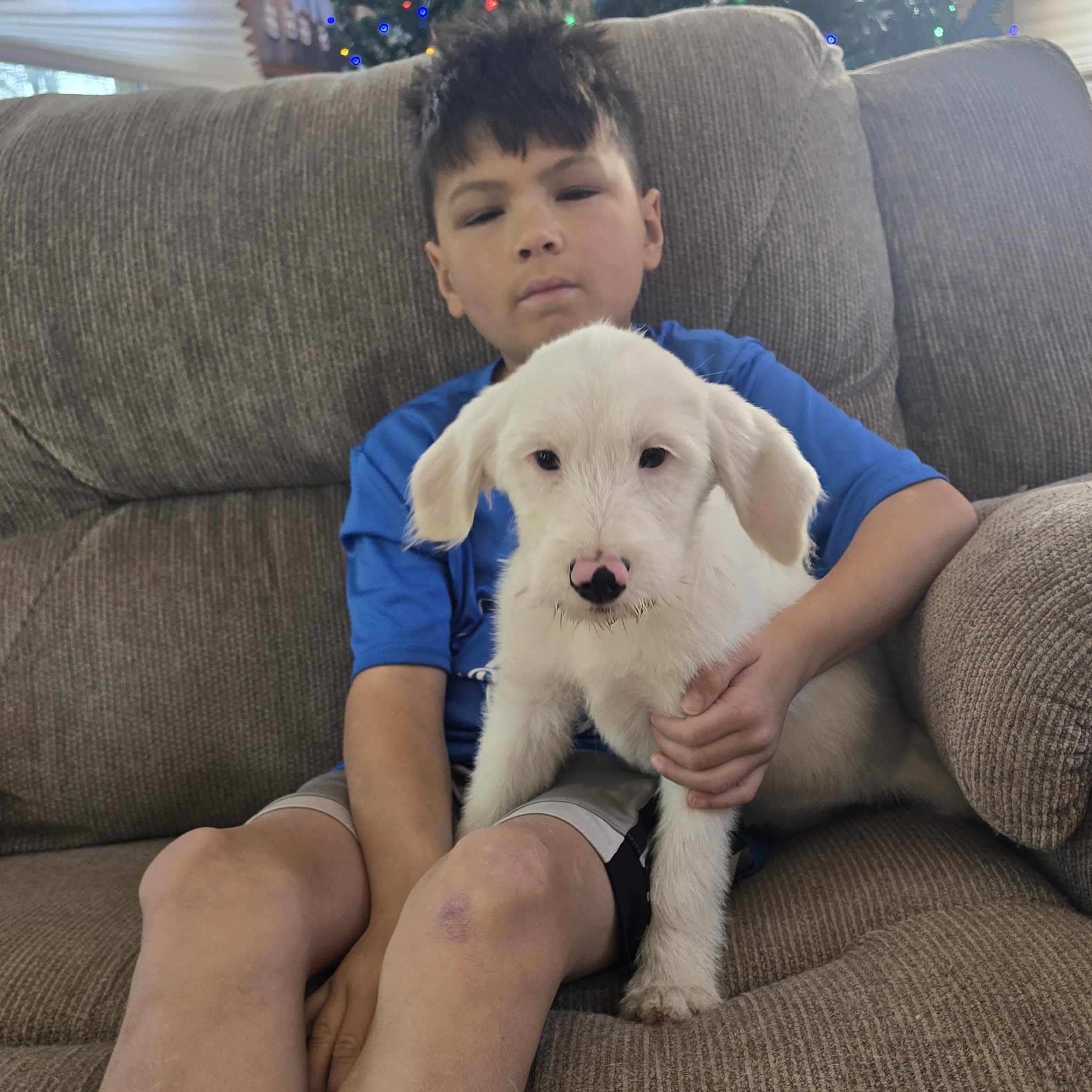 Scarlett (fostered in new england), Adoptable, Puppy Female Australian Shepherd & Labradoodle.