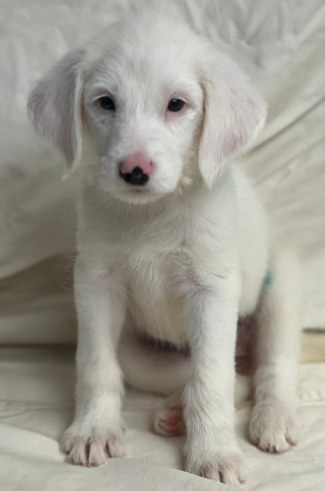 Scarlett (fostered in new england), a Adoptable mixed breed in Milford, MA image 3/6