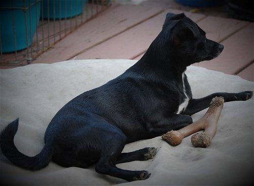 Kia, Adoptable, Adult Female Chihuahua.