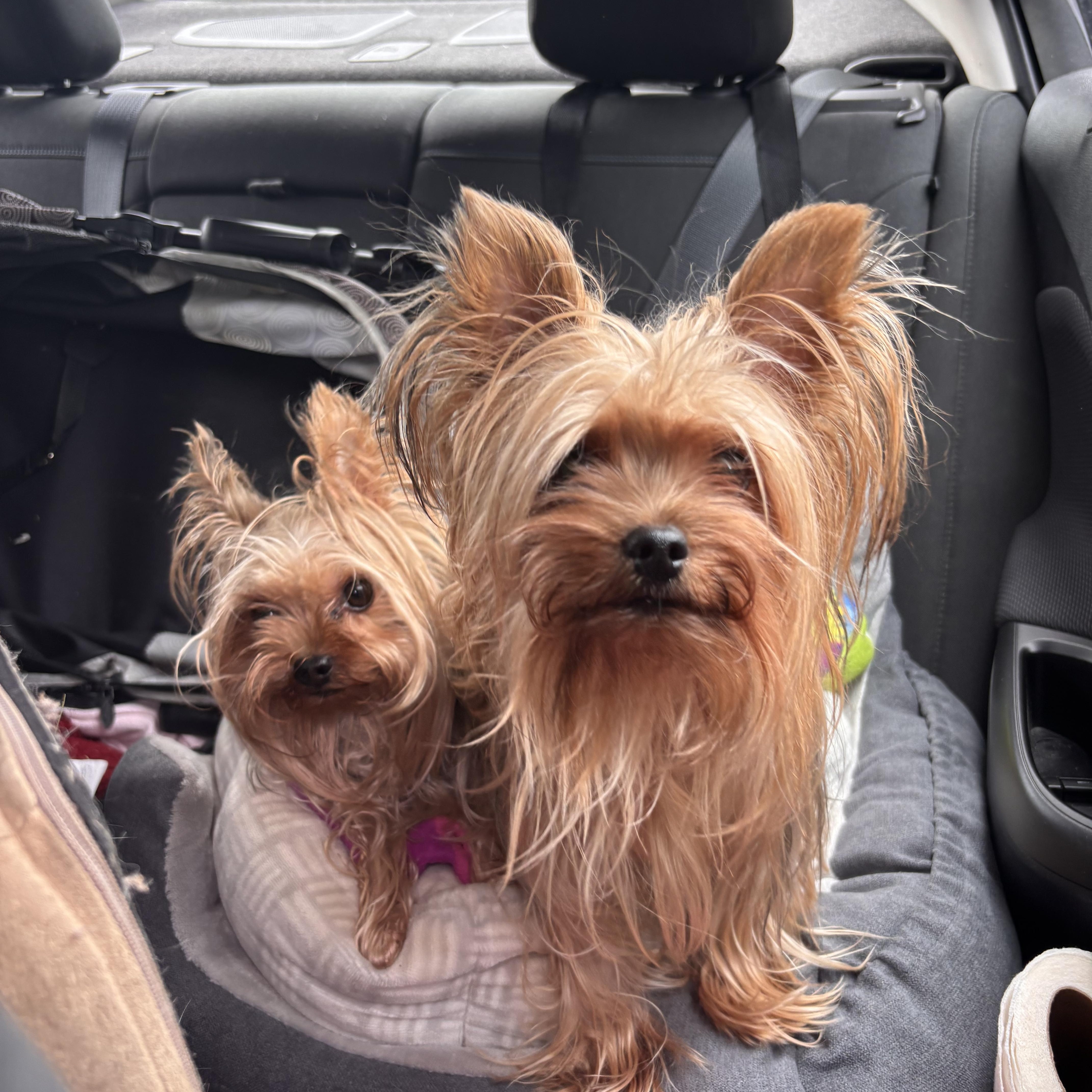Kay and Rose, ADOPTABLE, Adult Female Yorkshire Terrier.