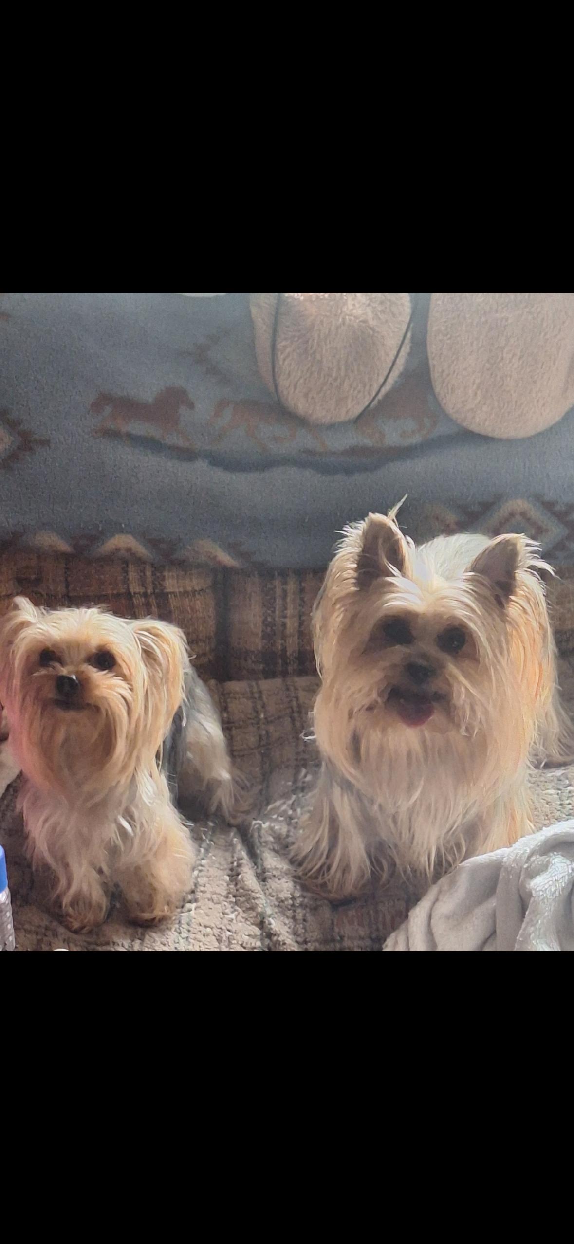 Kay and Rose, a ADOPTABLE Yorkshire Terrier in Taunton, MA image 3/3