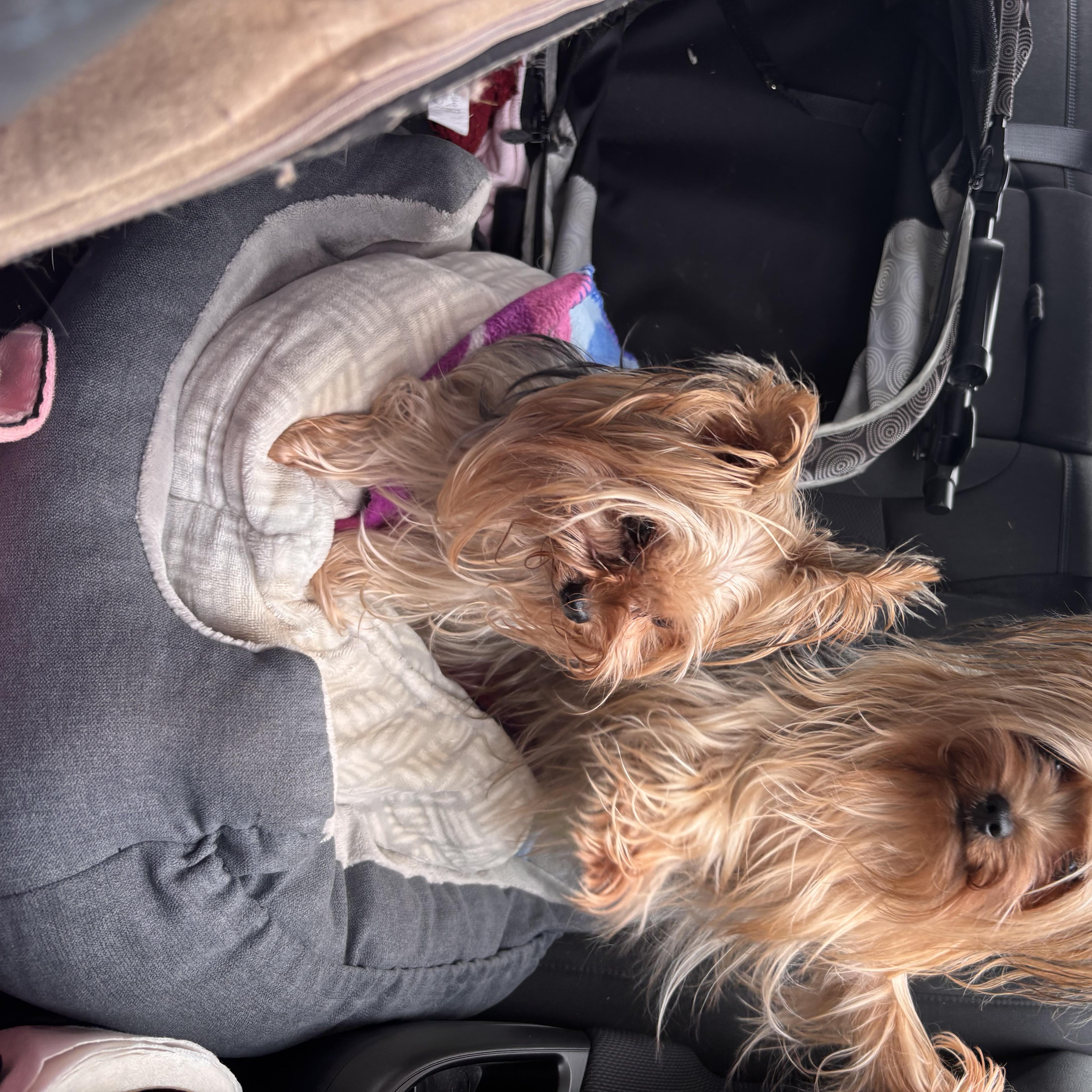 Kay and Rose, a ADOPTABLE Yorkshire Terrier in Taunton, MA image 2/3