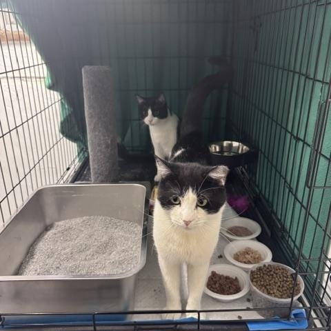 Tucker, a Adoptable Domestic Short Hair in brooklyn, NY image 4/6
