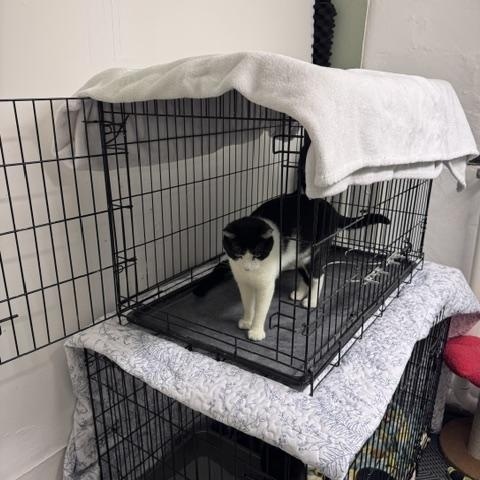 Tucker, a Adoptable Domestic Short Hair in brooklyn, NY image 2/6