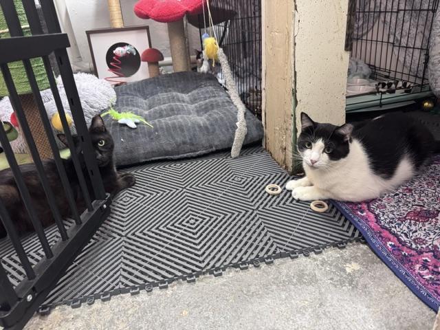 Tucker, a Adoptable Domestic Short Hair in brooklyn, NY image 6/6