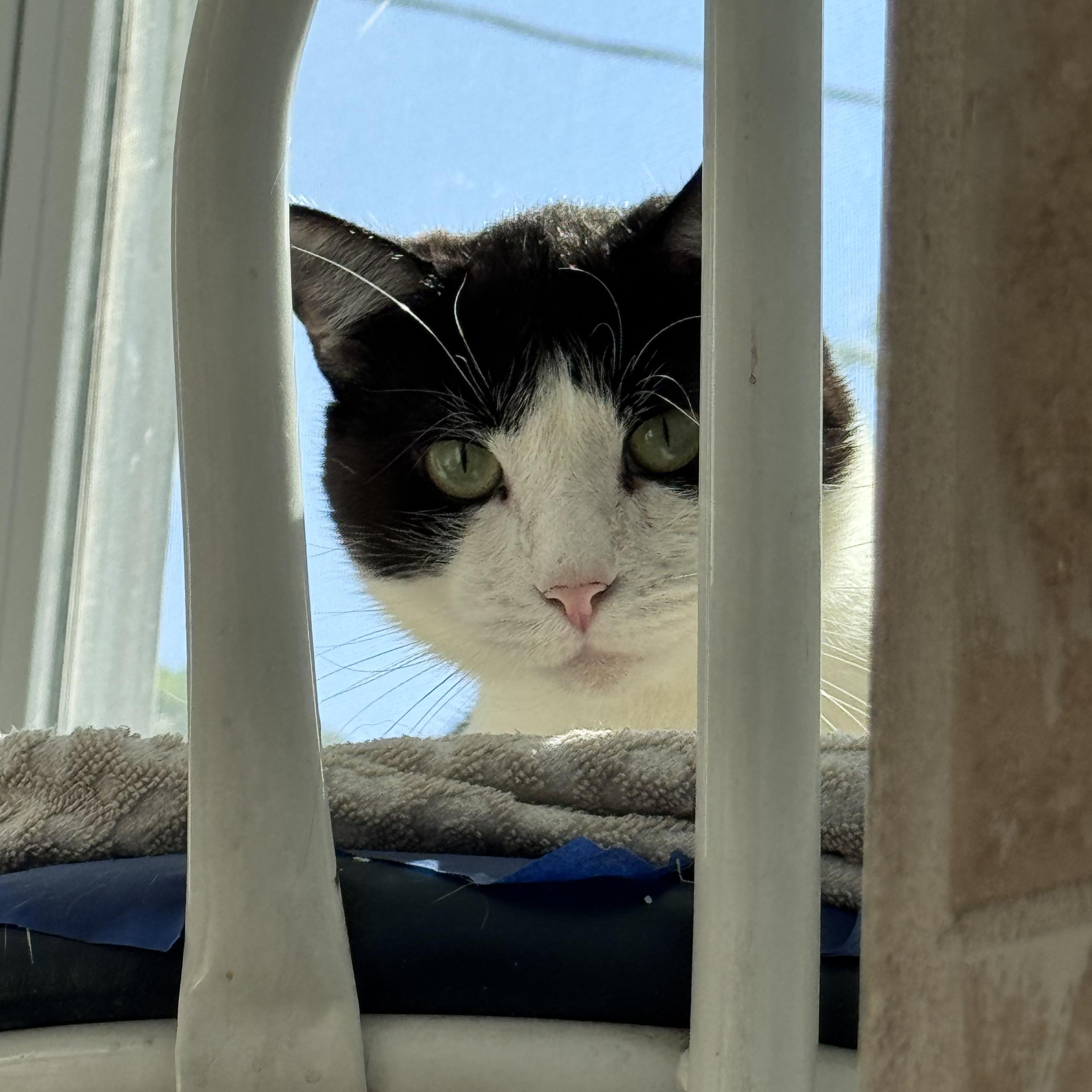 Enlarge Tucker, a Adoptable Domestic Short Hair in brooklyn, NY image 3/6
