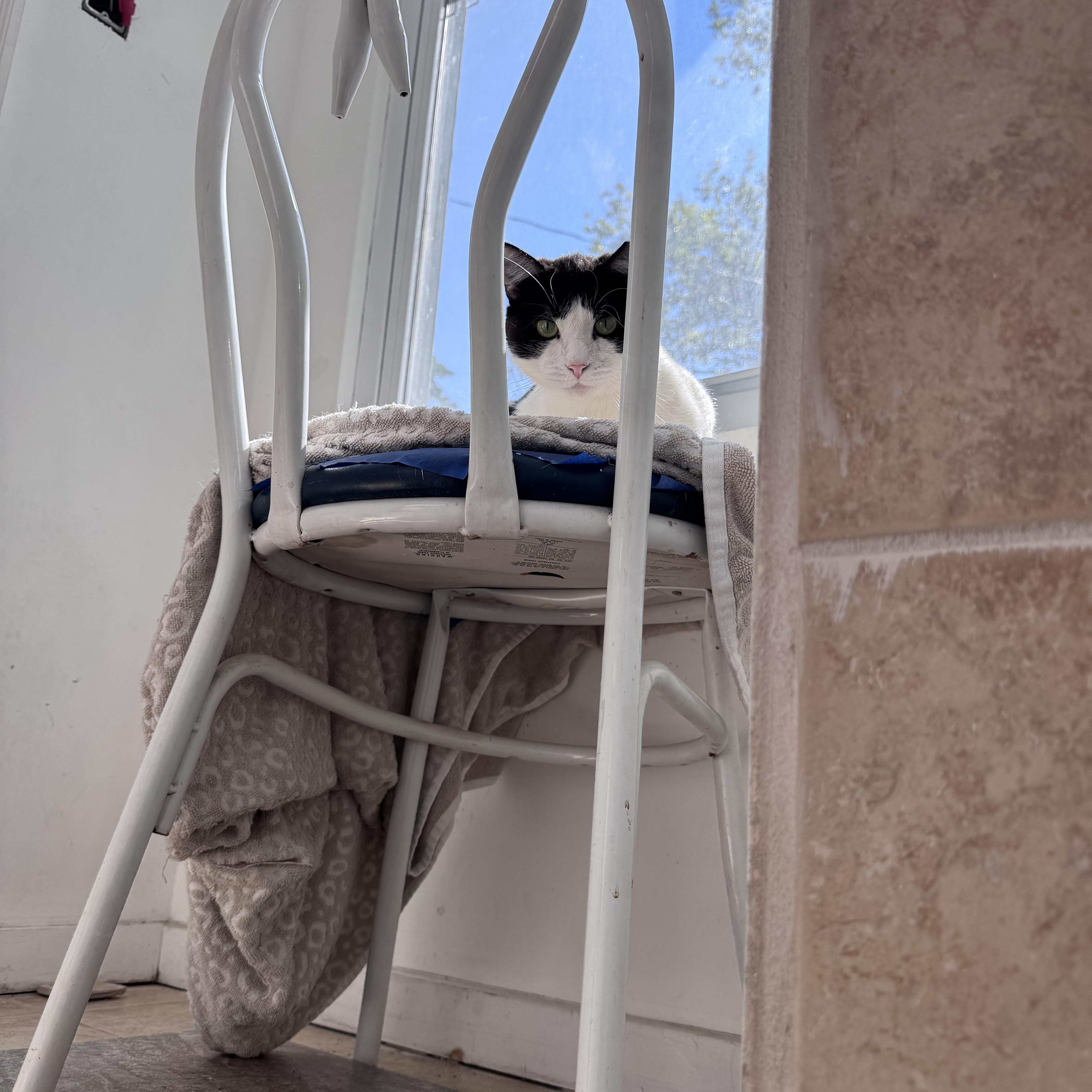 Tucker, Adoptable, Adult Male Domestic Short Hair.