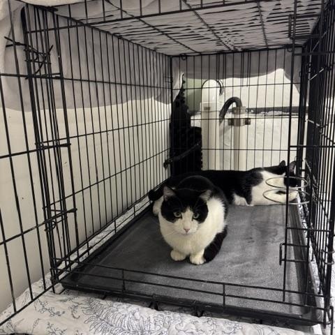 Tucker, Adoptable, Adult Male Domestic Short Hair.