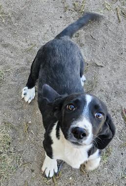 Hawthorne, Adoptable, Puppy Male Basset Hound.