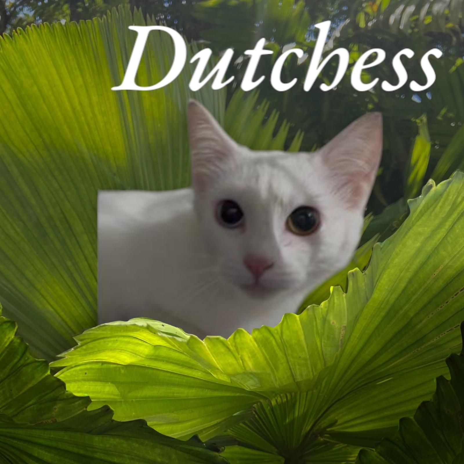 Dutchess , ADOPTABLE, Young Female Domestic Short Hair.