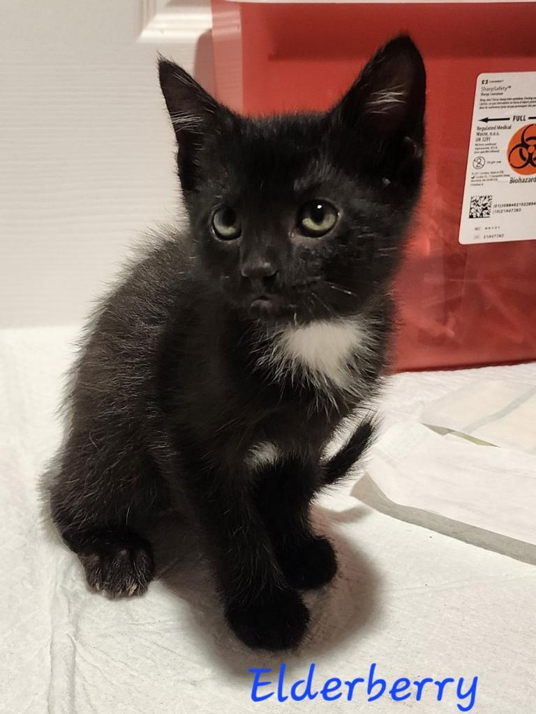 Enlarge Elderberry, a Adoptable Domestic Short Hair in Cambridge, MD image 1/1