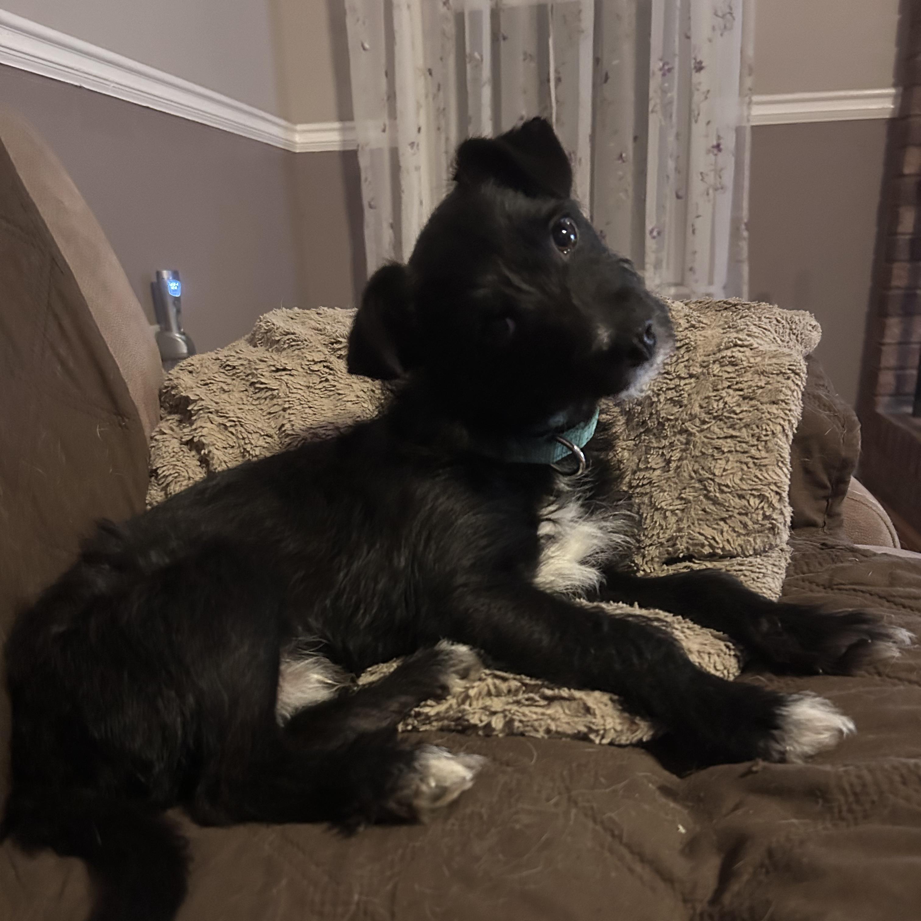 Enlarge Casanova - Adorable, Scruffy little Shy Guy!, a ADOPTABLE mixed breed in Buford, GA image 2/6