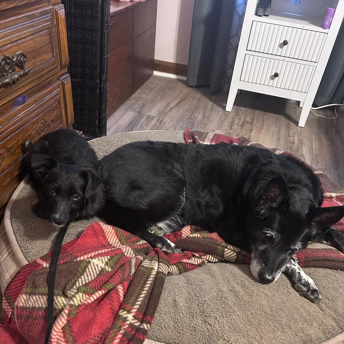 Enlarge Casanova - Adorable, Scruffy little Shy Guy!, a ADOPTABLE mixed breed in Buford, GA image 5/6