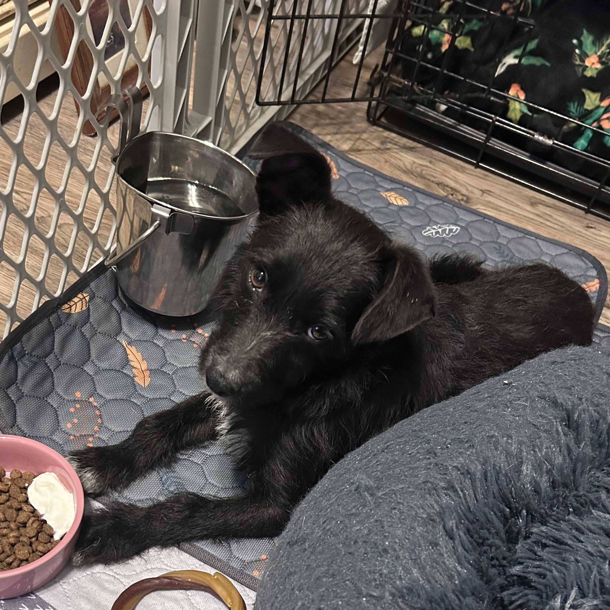 Enlarge Casanova - Adorable, Scruffy little Shy Guy!, a ADOPTABLE mixed breed in Buford, GA image 3/6