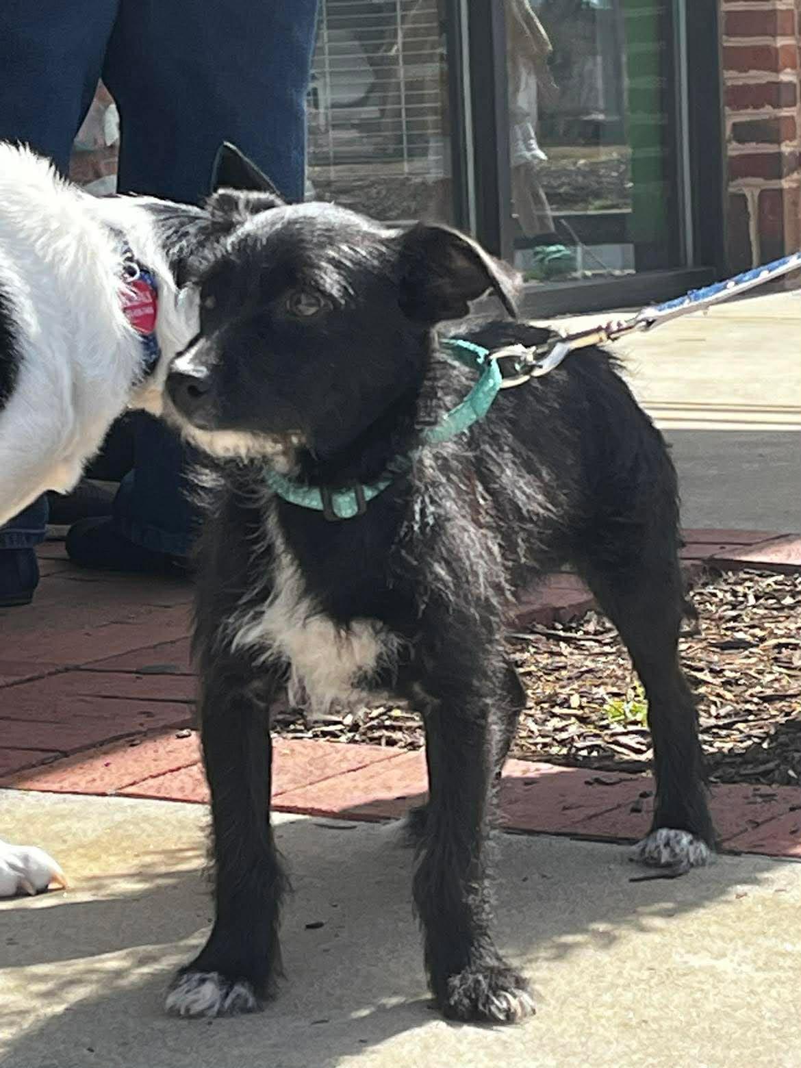 Enlarge Casanova - Adorable, Scruffy little Shy Guy!, a ADOPTABLE mixed breed in Buford, GA image 1/6