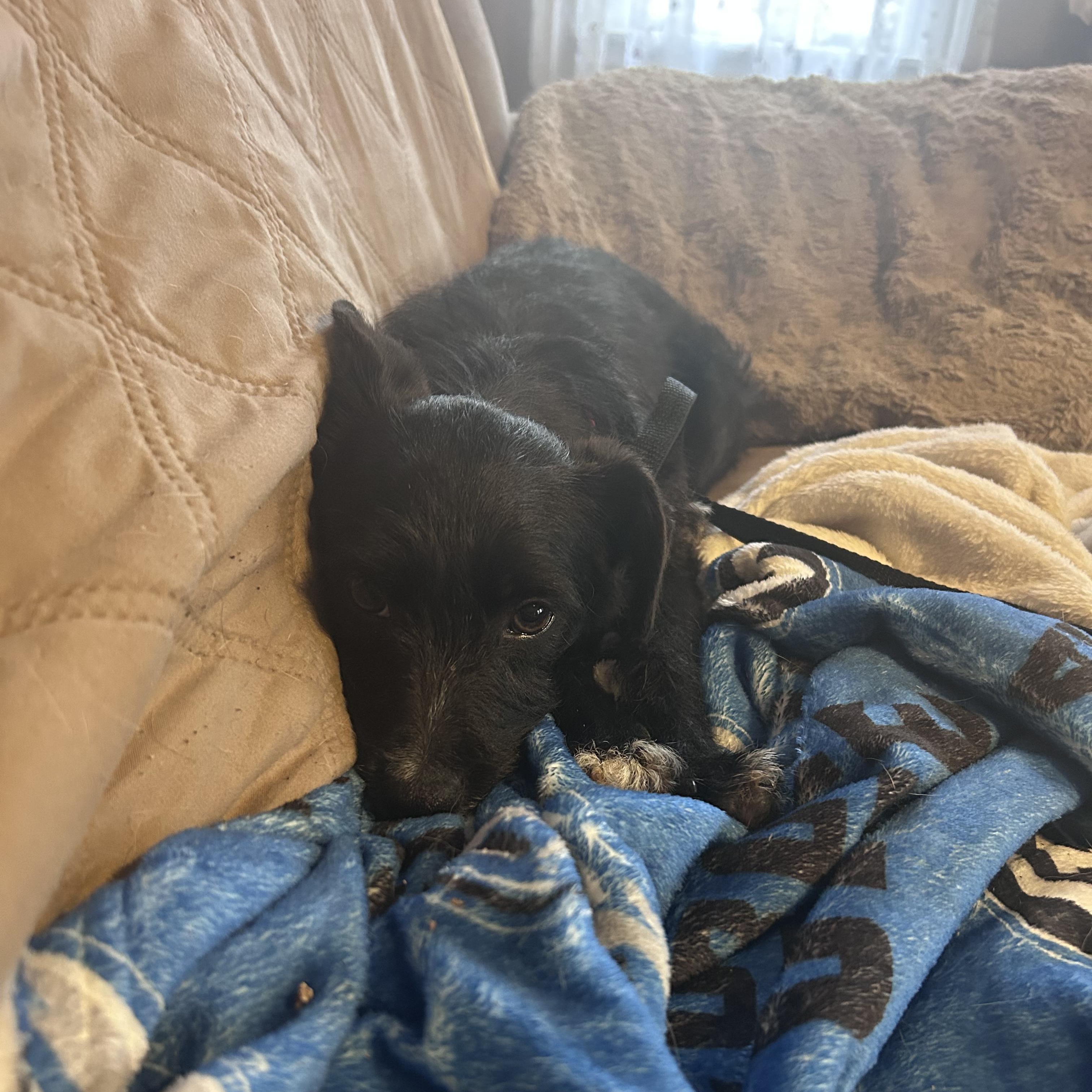 Enlarge Casanova - Adorable, Scruffy little Shy Guy!, a ADOPTABLE mixed breed in Buford, GA image 6/6