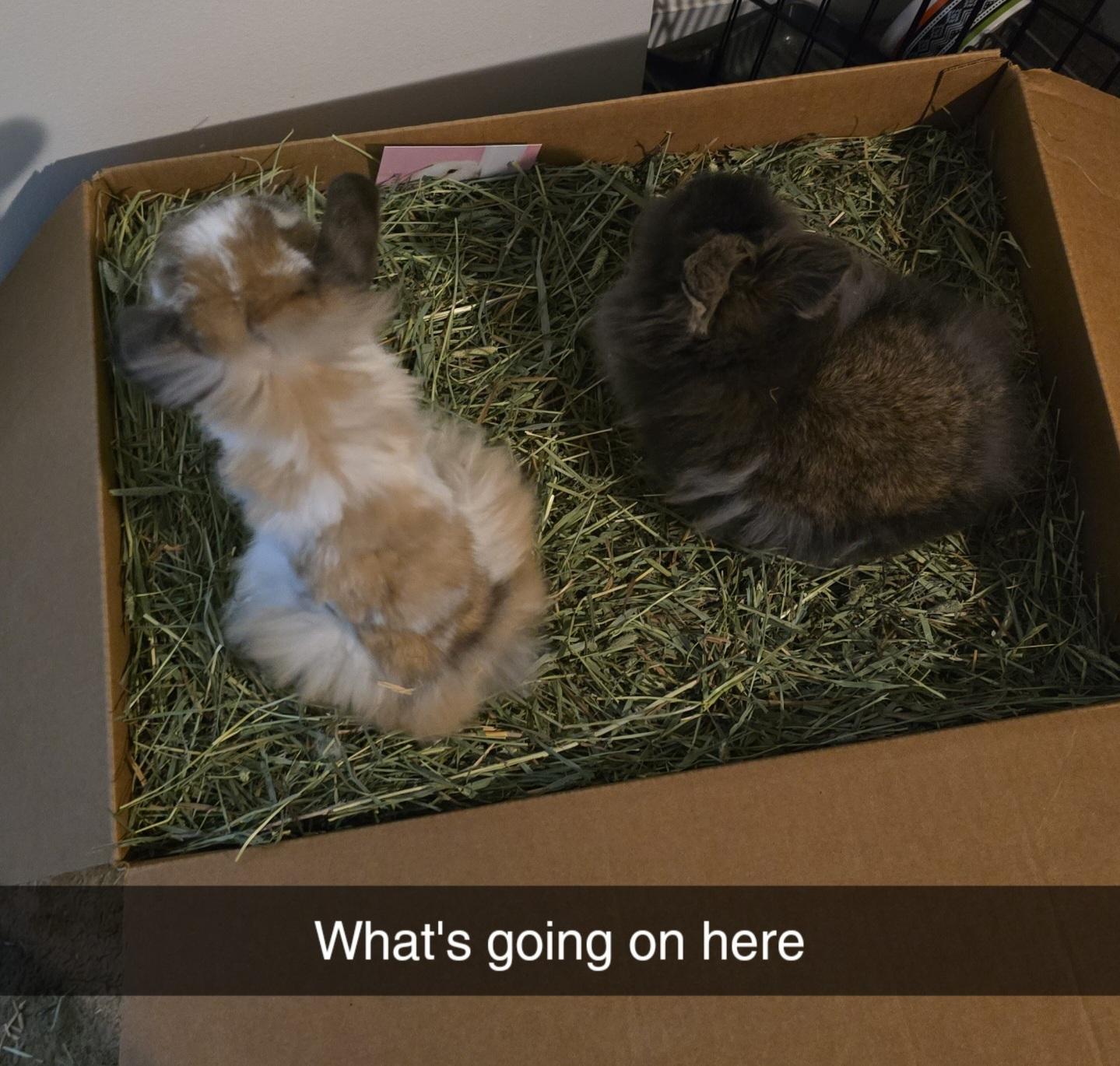 Arnold and Palmer, Adoptable, Baby Male American Fuzzy Lop & Lionhead.