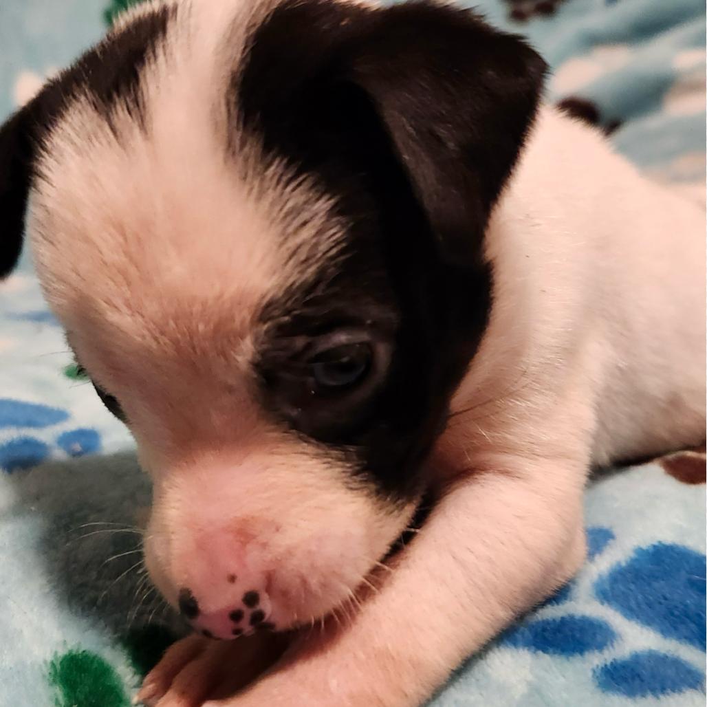 Maple, Adoptable, Puppy Female Mixed Breed.