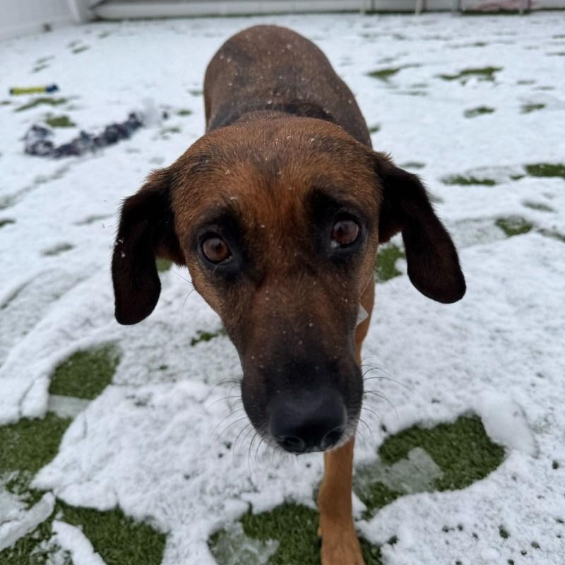 Paige, a ADOPTABLE mixed breed in New Bedford, MA image 2/3