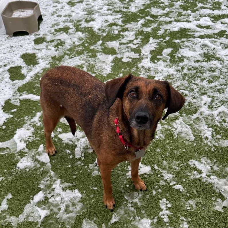 Paige, a ADOPTABLE mixed breed in New Bedford, MA image 1/3