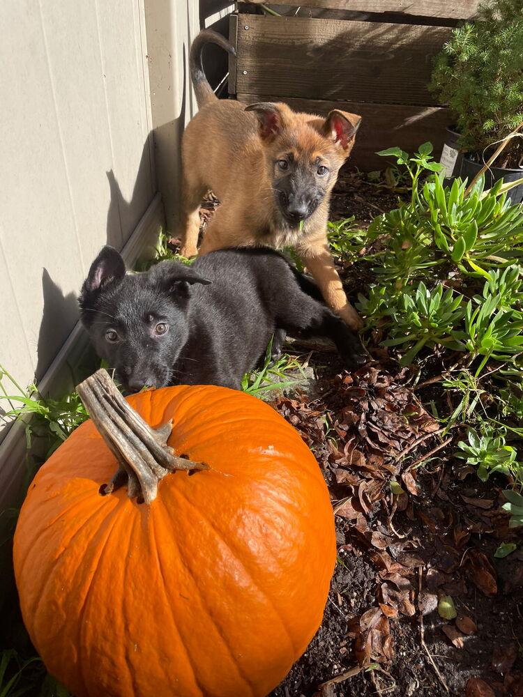 Daisy Bear, Adoptable, Puppy Female Dutch Shepherd & Belgian Shepherd / Malinois.