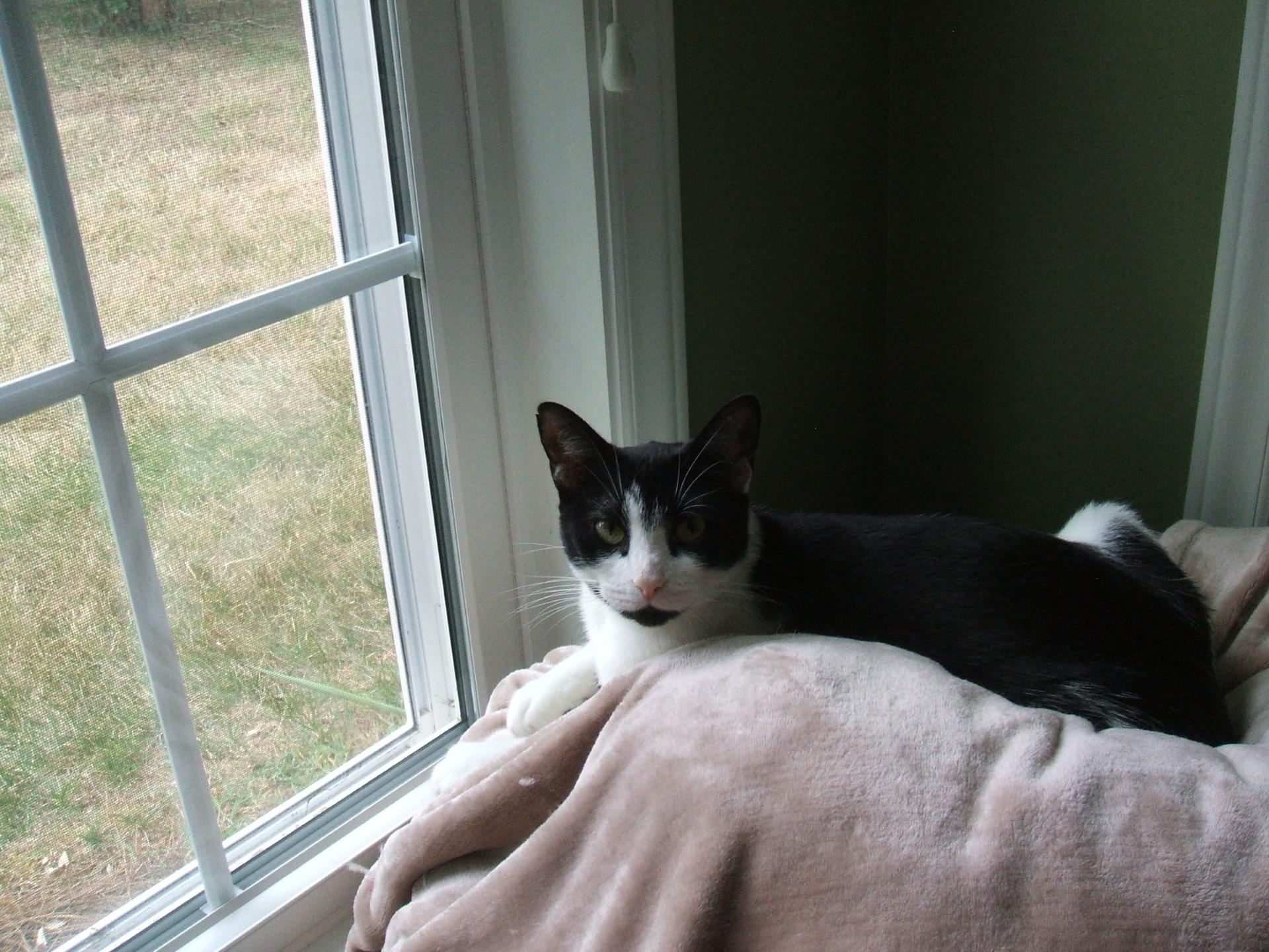 Mona, a ADOPTABLE Domestic Short Hair in Greensboro, NC image 2/2