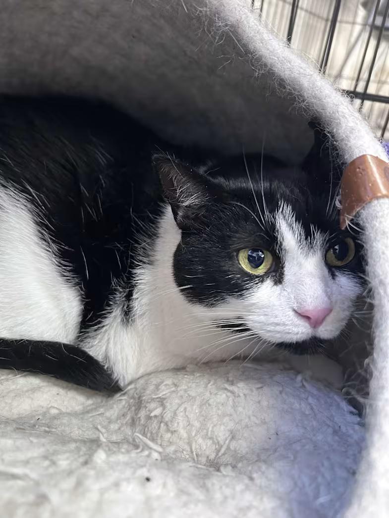 Mona, ADOPTABLE, Senior Female Domestic Short Hair.